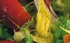 ITALIAN SIDE DISHES RECIPES